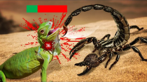 Thumbnail for Are Scorpions OP? | TierZoo