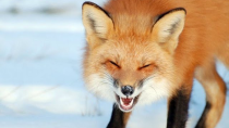 Thumbnail for Foxes: Amazing Facts About Smart And Cunning Predators Fox | Around you