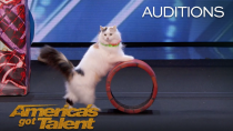 Thumbnail for The Savitsky Cats: Super Trained Cats Perform Exciting Routine - America's Got Talent 2018 | America's Got Talent