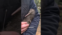 Thumbnail for Kiwi bird #cute #animals | Fur-tastic Moments 