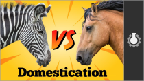 Thumbnail for Why Zebra Are Terrible Horses | CGP Grey