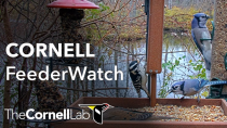 Thumbnail for Live Birds In 4K! Cornell Lab FeederWatch Cam at Sapsucker Woods | Cornell Lab Bird Cams