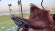 Thumbnail for Orangutan Drives Golf Miami Orang-outan | Micky G.R