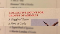 Thumbnail for Collective nouns for groups of animals | Jeaney Collects