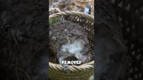Thumbnail for Chewy snack made from banana root | Wild Wanderer • Village Food & Farm Life