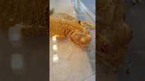 Thumbnail for THIS CAN KILL YOUR BEARDED DRAGON AFTER A BATH! #shorts | Animal1 Guy