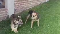 Thumbnail for Dog freaking out over strange new playmate