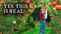 Thumbnail for He Grew a 40m (130ft) Edible Tunnel - Pumpkins, Pears & More! | Huw Richards