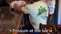 Thumbnail for Possum at the bar