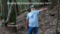 Thumbnail for Tom Wessels: Reading the Forested Landscape, Part 1 | New England Forests