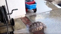 Thumbnail for Tortoise shower time