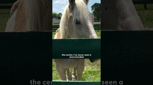 Thumbnail for Bonded Horses Get Rescued Together From A Kill Pen | The Dodo