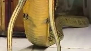 Thumbnail for Growling King Cobra 