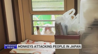 Thumbnail for Japanese city alarmed by biting, clawing, attacking monkeys | WGN News