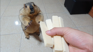 Thumbnail for marmot gets to chew sponge cake for the first time | Exotic Black TV 