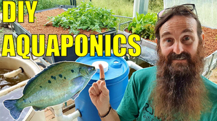 Thumbnail for Starting an Aquaponics System | How to Start & What You Need | Rob Bob's Aquaponics & Backyard Farm