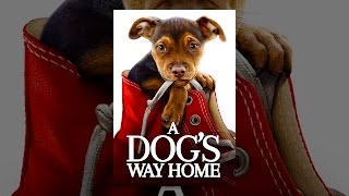 Thumbnail for A Dog's Way Home | YouTube Movies