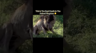 Thumbnail for This Is The Best Death In The Animal Kingdom 😔 #interesting | IdkSterling