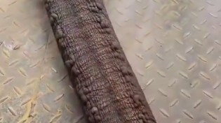 Thumbnail for No Step on Snek