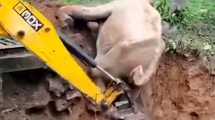 Thumbnail for Excavator friend