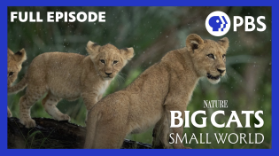 Thumbnail for Big Cats, Small World: Landlords | PBS NATURE Documentary