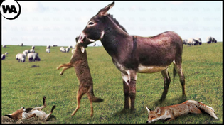 Thumbnail for This is Why Farmers Sell Their Weapons and Buy Donkeys | WATOP
