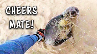 Thumbnail for Greatest Seal Rescuers in the World! Ozzy Man Reviews | Ozzy Man Reviews