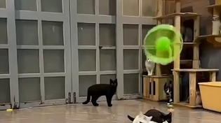 Thumbnail for Your cat just might be special