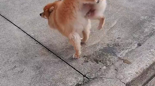 Thumbnail for Bet none of you guys can do this