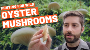 Thumbnail for Hunting for Wild Oysters (a PERFECT mushroom for beginners!!) - Identified, Harvested and Cooked | FreshCap Mushrooms