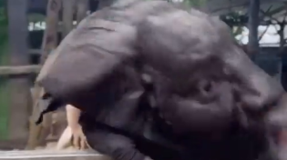 Thumbnail for Freaky goatnigger
