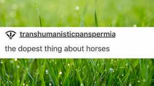 Thumbnail for The dopest thing about horses | Jeaney Collects