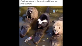 Thumbnail for Pokémon game in the south and these are your starters | FunnyMemeSpot