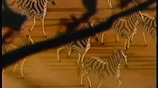 Thumbnail for The Lion King 1995 VHS