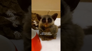 Thumbnail for Tiniest Bush Baby Found In the Road | The Dodo