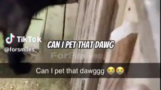Thumbnail for Can I pet that dawg?