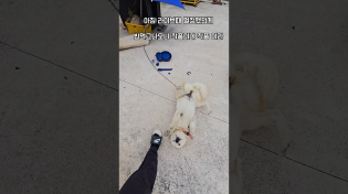 Thumbnail for 30분만에 박살난 밥그릇 #남해 #몽실이 #뽀끄미 #리트리버 #똥개 #잡종 | 남해동광호선장 박형일