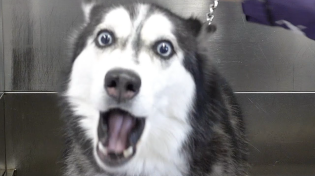 Thumbnail for Lunatic Husky swears at me her whole groom | Girl With The Dogs