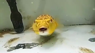 Thumbnail for Puffer fish enjoys a nice meal