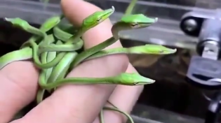 Thumbnail for Baby vine snakes