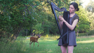 Thumbnail for A deer turned my harp session into a Disney movie | Naomi SV