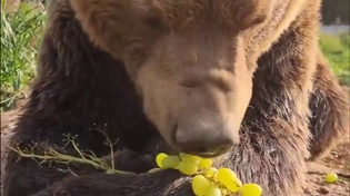 Thumbnail for Bear eating grapes 