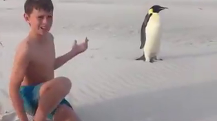 Thumbnail for Emperor Penguin on an Australian beach 🐧