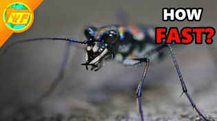 Thumbnail for The World's FASTEST Insect - The Tiger Beetle