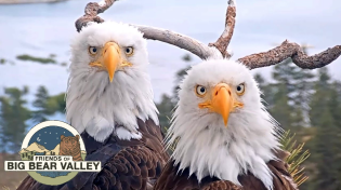 Thumbnail for Big Bear Bald Eagle Live Nest - Cam 1