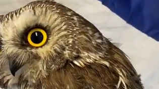 Thumbnail for Inside of an owl's ear