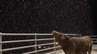 Thumbnail for Cold season cow