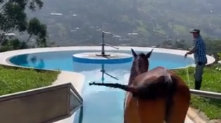 Thumbnail for Horse swimming pool 