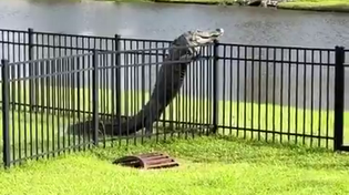 Thumbnail for Alligator climbs over a fence 