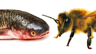 Thumbnail for California Environmentalists: Bees Are Now Fish | ReasonTV